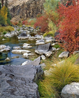 Images Dated 26th March 2015: USA, Oregon. Fall colors along John Day River