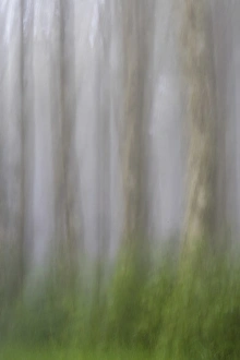 Images Dated 3rd May 2016: USA, Oregon, Florence. Forest abstract. Credit as: Jay O Brien / Jaynes Gallery