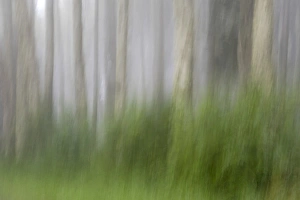 Images Dated 3rd May 2016: USA, Oregon, Florence. Forest abstract. Credit as: Jay O Brien / Jaynes Gallery