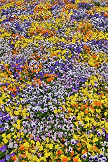 Viola Prints: USA, Oregon. Flower display in mass of colorful Violas