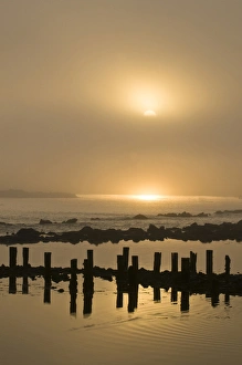 Piling Prints: USA, Oregon. Foggy sunrise on Bandon Beach pilings