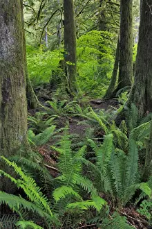Images Dated 10th June 2012: USA, Oregon. Forest scenic. Credit as: Steve Terrill / Jaynes Gallery / DanitaDelimont
