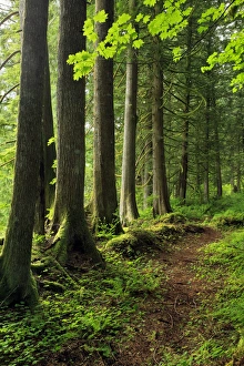 Images Dated 2nd July 2012: USA, Oregon. Forest trail scenic