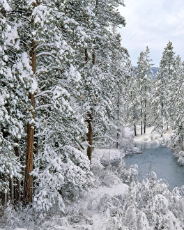 Images Dated 26th March 2015: USA, Oregon. Fresh snowfall along Warm Springs River