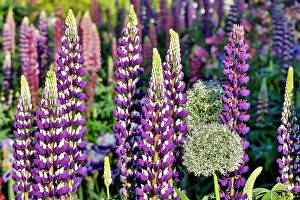 Lupine Prints: USA, Oregon. Garden in full bloom with Allium and Russell lupine