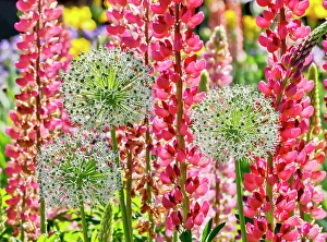 Lupine Prints: USA, Oregon. Garden in full bloom with Allium and Russell lupine