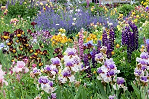 Prints of USA, Oregon. Garden in full bloom with bearded iris and Russell lupine Images Dated 2024 December: USA, Oregon. Garden in full bloom with bearded iris and Russell lupine