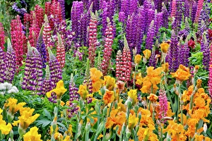 Lupine Prints: USA, Oregon. Garden in full bloom with bearded iris and Russell lupine