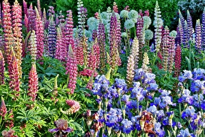 Lupine Prints: USA, Oregon. Garden in full bloom with bearded iris and Russell lupine