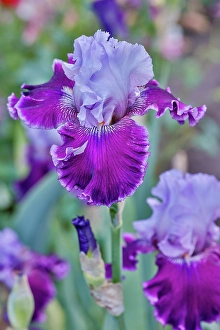 Lupine Prints: USA, Oregon. Garden in full bloom with bearded iris and Russell lupine