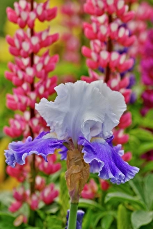 Lupine Prints: USA, Oregon. Garden in full bloom with bearded iris and Russell lupine