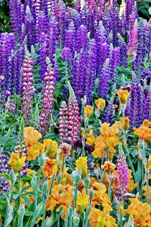 Lupine Prints: USA, Oregon. Garden in full bloom with bearded iris and Russell lupine