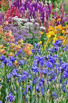 Lupine Prints: USA, Oregon. Garden in full bloom with bearded iris and Russell lupine