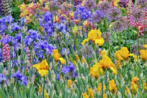 Lupine Prints: USA, Oregon. Garden in full bloom with bearded iris and Russell lupine