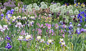 Lupine Prints: USA, Oregon. Garden in full bloom with bearded iris and Russell lupine and Allium