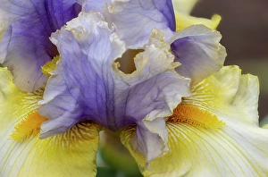 Iris Prints: USA, Oregon. Garden in full bloom with close-up of bearded iris
