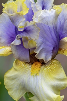 USA, Oregon. Garden in full bloom with close-up of bearded iris