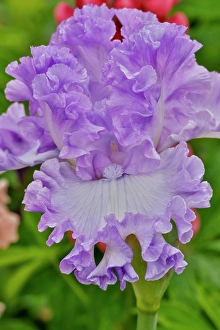 USA, Oregon. Garden in full bloom with close-up of bearded iris