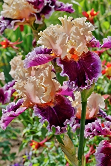 Iris Prints: USA, Oregon. Garden in full bloom with close-up of bearded iris