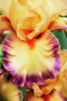 USA, Oregon. Garden in full bloom with close-up of bearded iris