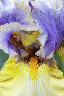 USA, Oregon. Garden in full bloom with close-up of bearded iris