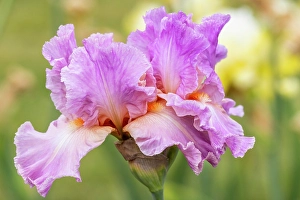 Springtime Prints: USA, Oregon. Garden in full bloom with close-up of bearded iris