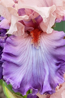 Springtime Prints: USA, Oregon. Garden in full bloom with close-up of bearded iris