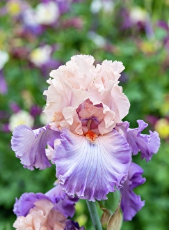 Prints of USA, Oregon. Garden in full bloom with close-up of bearded iris Images Dated 2023 May: USA, Oregon. Garden in full bloom with close-up of bearded iris