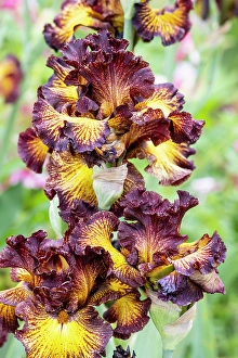 Springtime Prints: USA, Oregon. Garden in full bloom with close-up of bearded iris