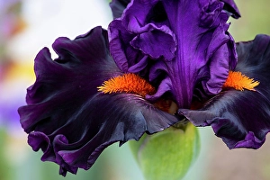 USA, Oregon. Garden in full bloom with close-up of bearded iris