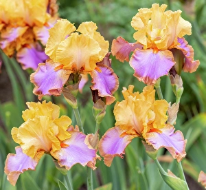 USA, Oregon. Garden in full bloom with close-up of bearded iris
