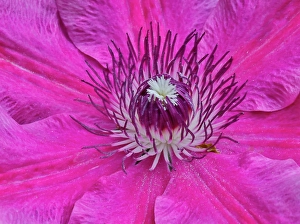 Clematis Prints: USA, Oregon. Garden in full bloom with close-up of clematis