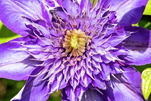 Clematis Prints: USA, Oregon. Garden in full bloom with close-up of clematis