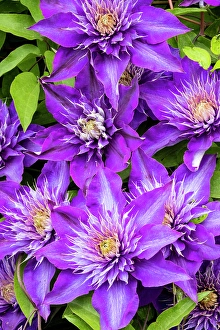 Clematis Prints: USA, Oregon. Garden in full bloom with close-up image of blue purple clematis