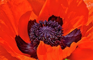 Poppy Prints: USA, Oregon. Garden in full bloom with close-up of poppy
