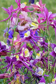 Salem Prints: USA, Oregon. Garden in full bloom with colorful columbine