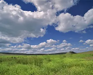 Grasse Prints: USA, Oregon, Harney Co. Wild grasses turn the landscape a brilliant green in