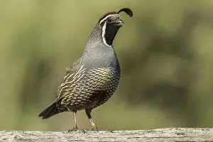 Harney County Prints: USA, Oregon, Harney County, California quail