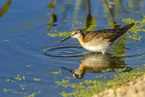 Harney County Prints: USA, Oregon, Harney County, Female phalarope feeding. Credit as
