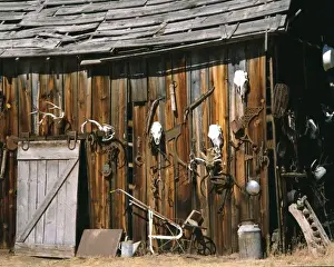 USA, Oregon, Harney County. Old livery stable barn with animal skull decorations
