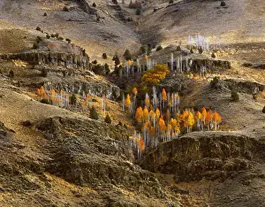 Images Dated 6th June 2007: USA, Oregon, Hart Mountain National Antelope Refuge, Lake County, Fall-colored aspens