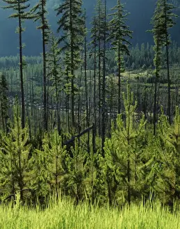 USA, Oregon, Hells Canyon National Recreation Area, View of Wallowa National Forest
