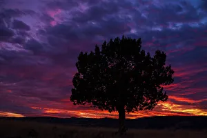 Juniper Prints: USA, Oregon, high desert, juniper sunset