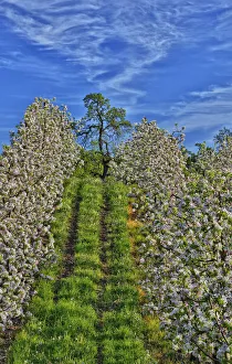 Apple Prints: USA, Oregon, Hood River. Apple orchard in full bloom