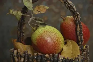 Hood River Prints: USA, Oregon, Hood River. Fresh-picked Forelle pears displayed in basket