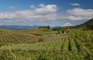 Fruit Tree Prints: USA, Oregon, Hood River, Orchards in springtime bloom with backdrop of Mt. Adams