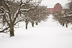 USA, Oregon, Hood River. Snow covered Apple Trees and Barn