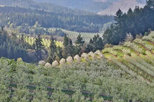 Apple Prints: USA, Oregon, Hood River in springtime with orchard trees in full bloom as viewed from above