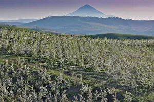 Apple Prints: USA, Oregon, Hood River in springtime with orchard trees in full bloom as viewed from above with backdrop of Mt