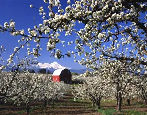 Pollinate Prints: USA, Oregon, Hood River Valley, Pear orchard in bloom framing red barn and Mt. Hood